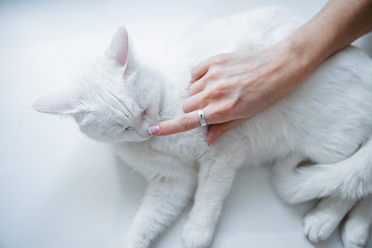 Ring "Favorite Nose"